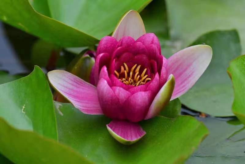 大梨樹睡蓮盛開！這里的睡蓮~Sweet 超甜~